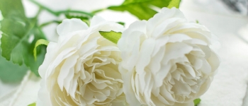 白菜玫瑰